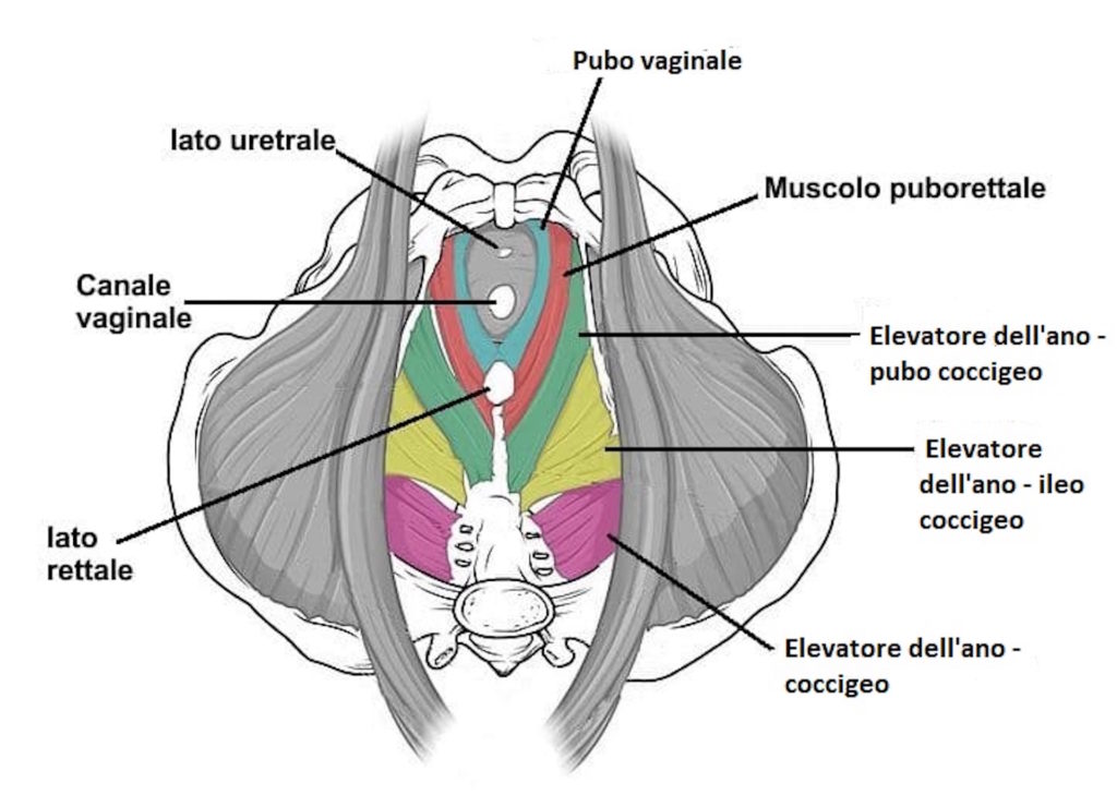 Come è Fatto Pavimento Pelvico Femminile